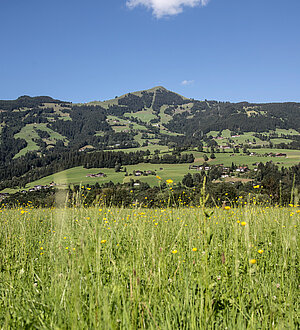 Sommerliche Landschaft